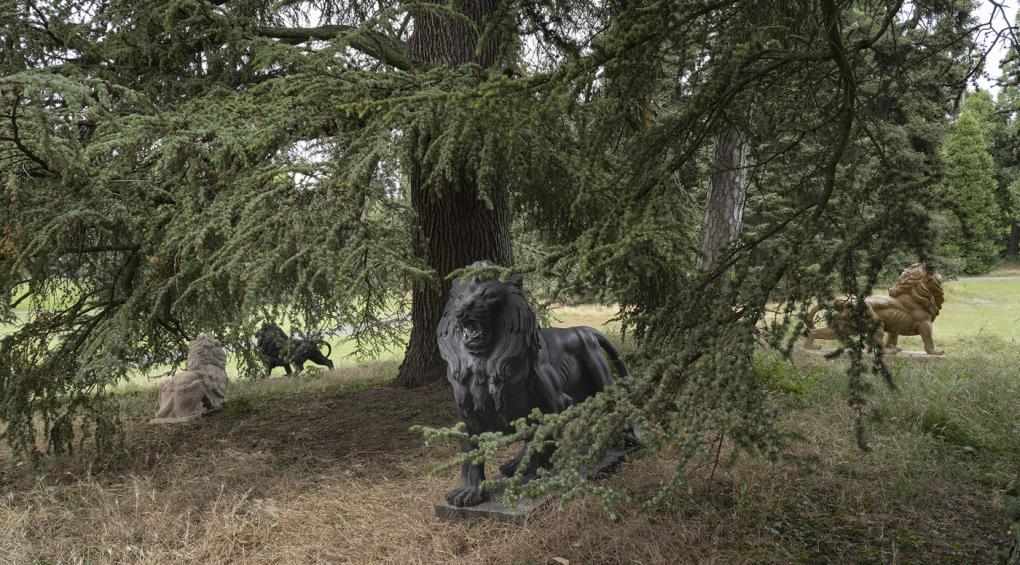 Rois lions
