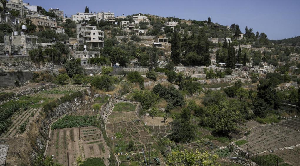En Cisjordanie et à Gaza, la destruction du patrimoine vivant 