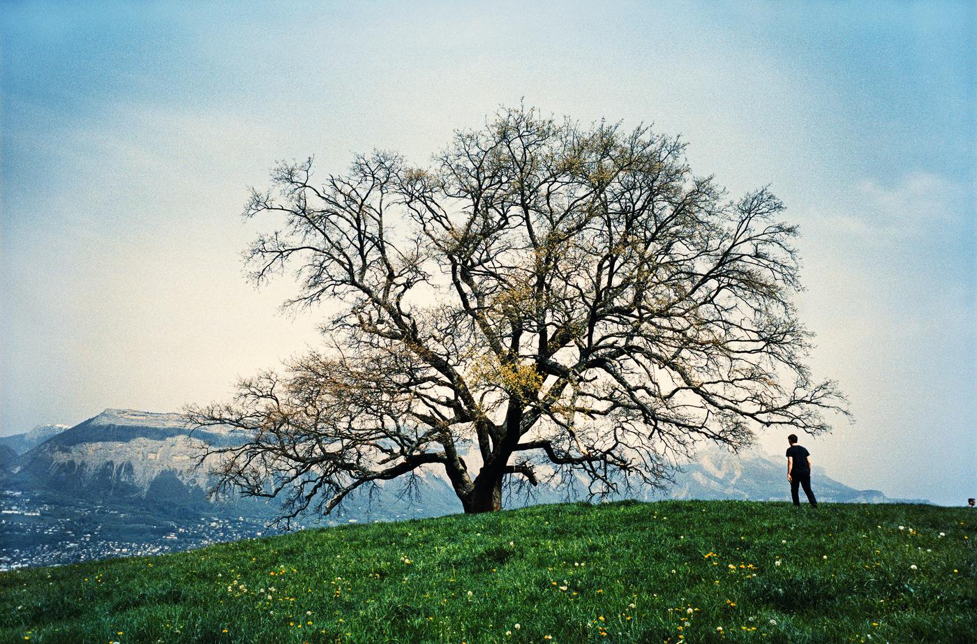 Fondation Cartier : la vie révélée des arbres