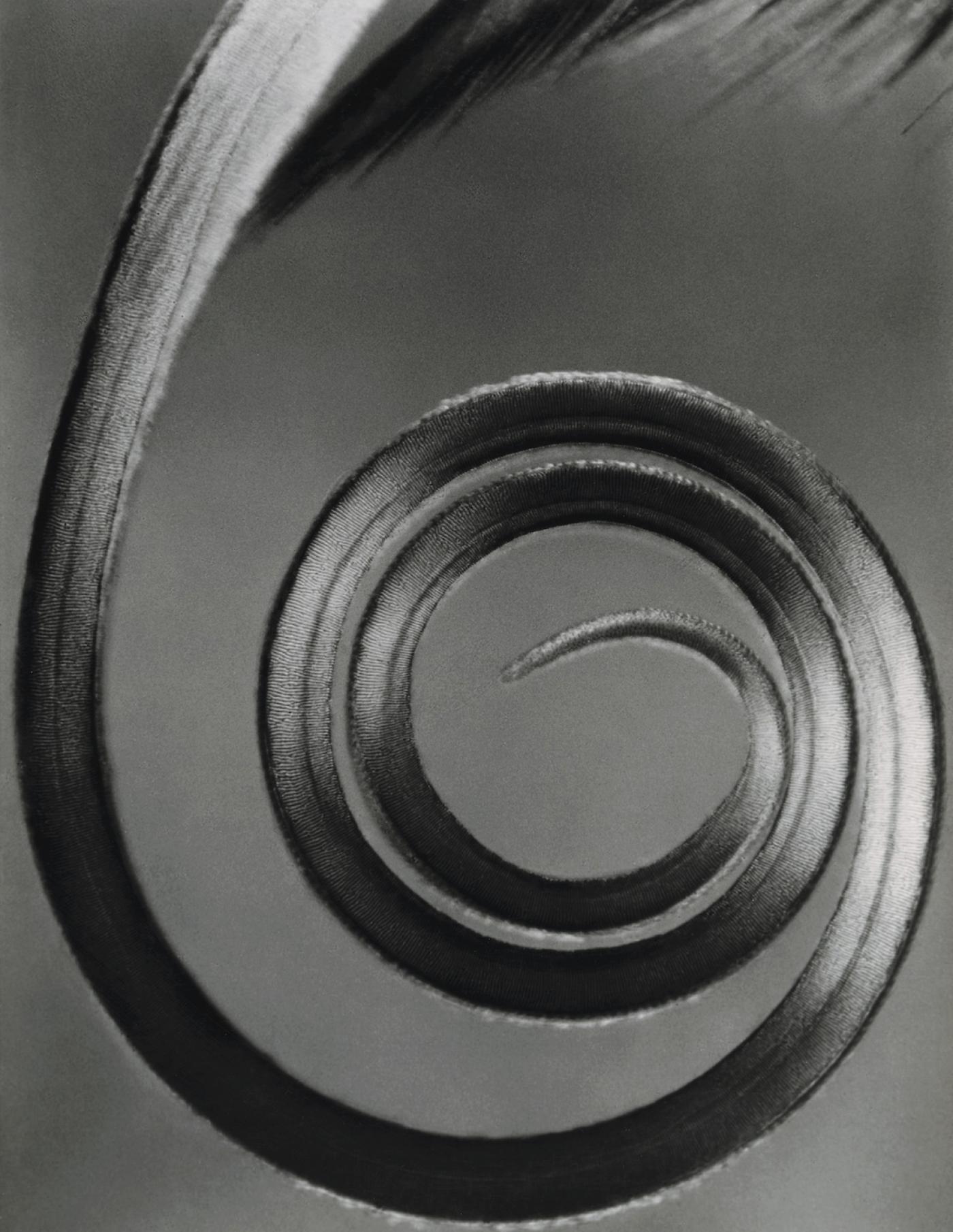 Carl Strüwe, "La Spirale, Trompe, Organe buccal de la piéride du chou", 1935, tirage gélatino-argentique, 24 x 18 cm.