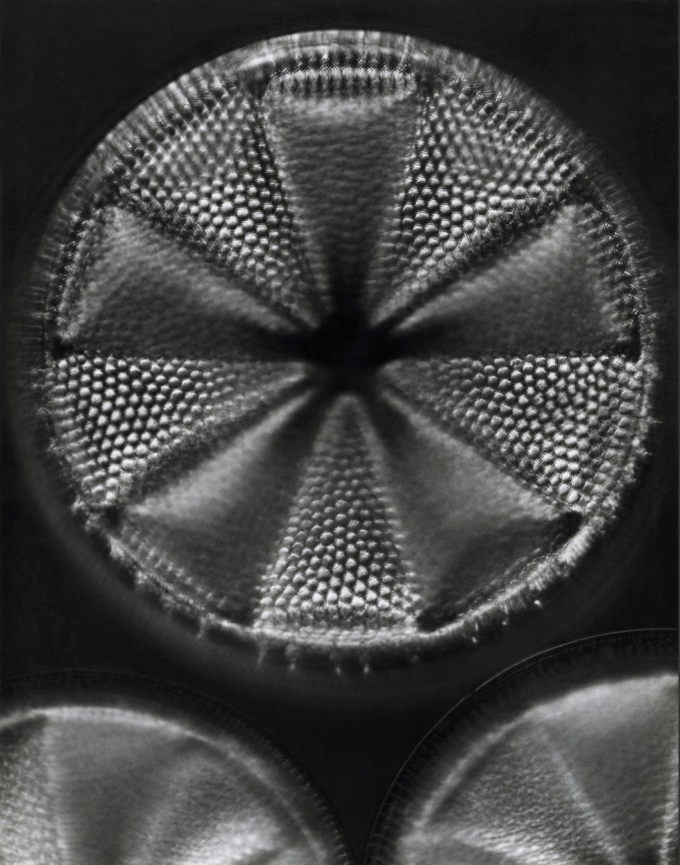 Carl Strüwe, "Microalgue unicellulaire à structure mathématique", 1928, tirage gélatino-argentique, épreuve des années 1956-1963, 24 x 18 cm.
