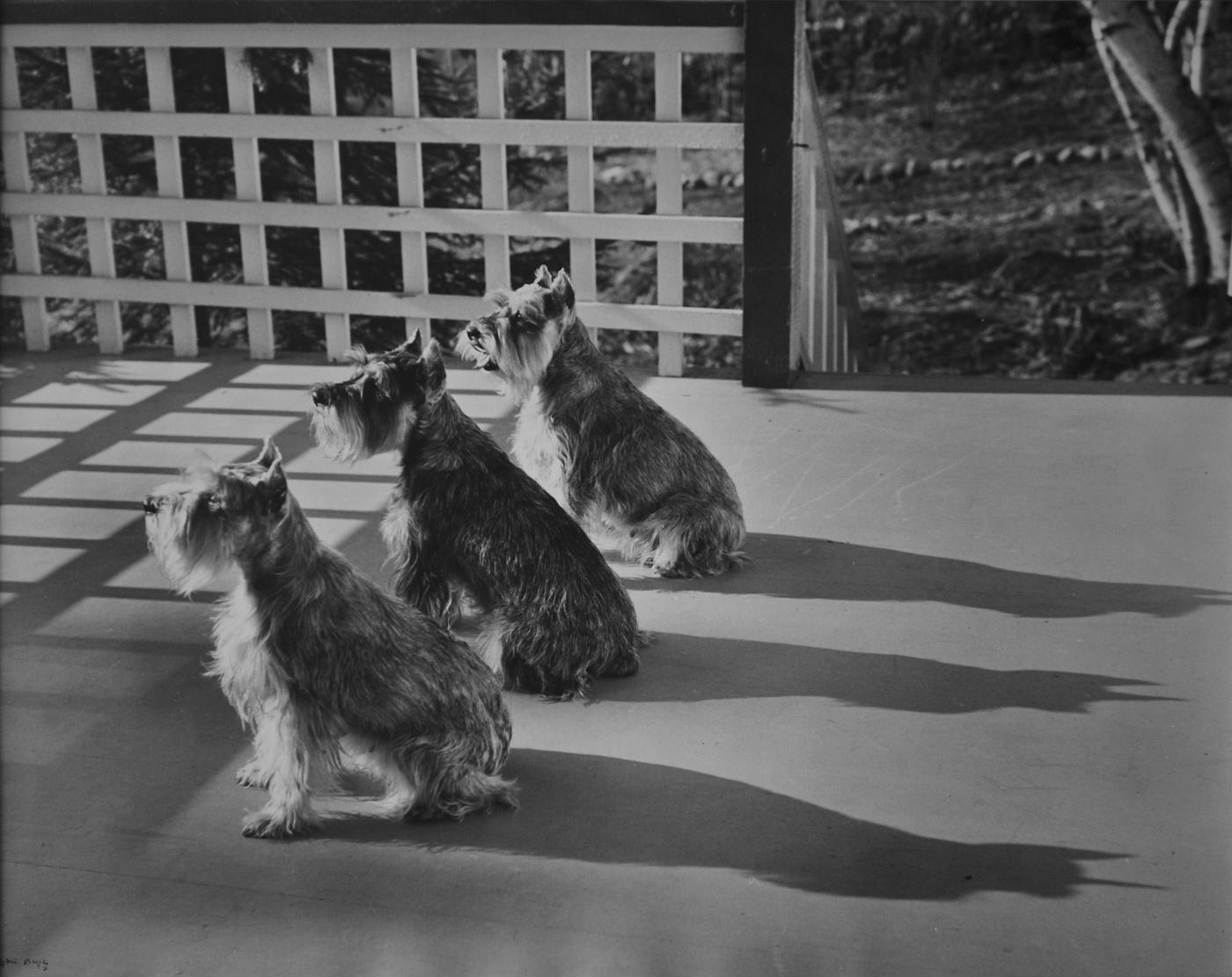 Ilse Bing , "Trois schnauzers. Trois ombres", 1956, tirage gélatino-argentique d’époque, 26,6 x 34 cm.