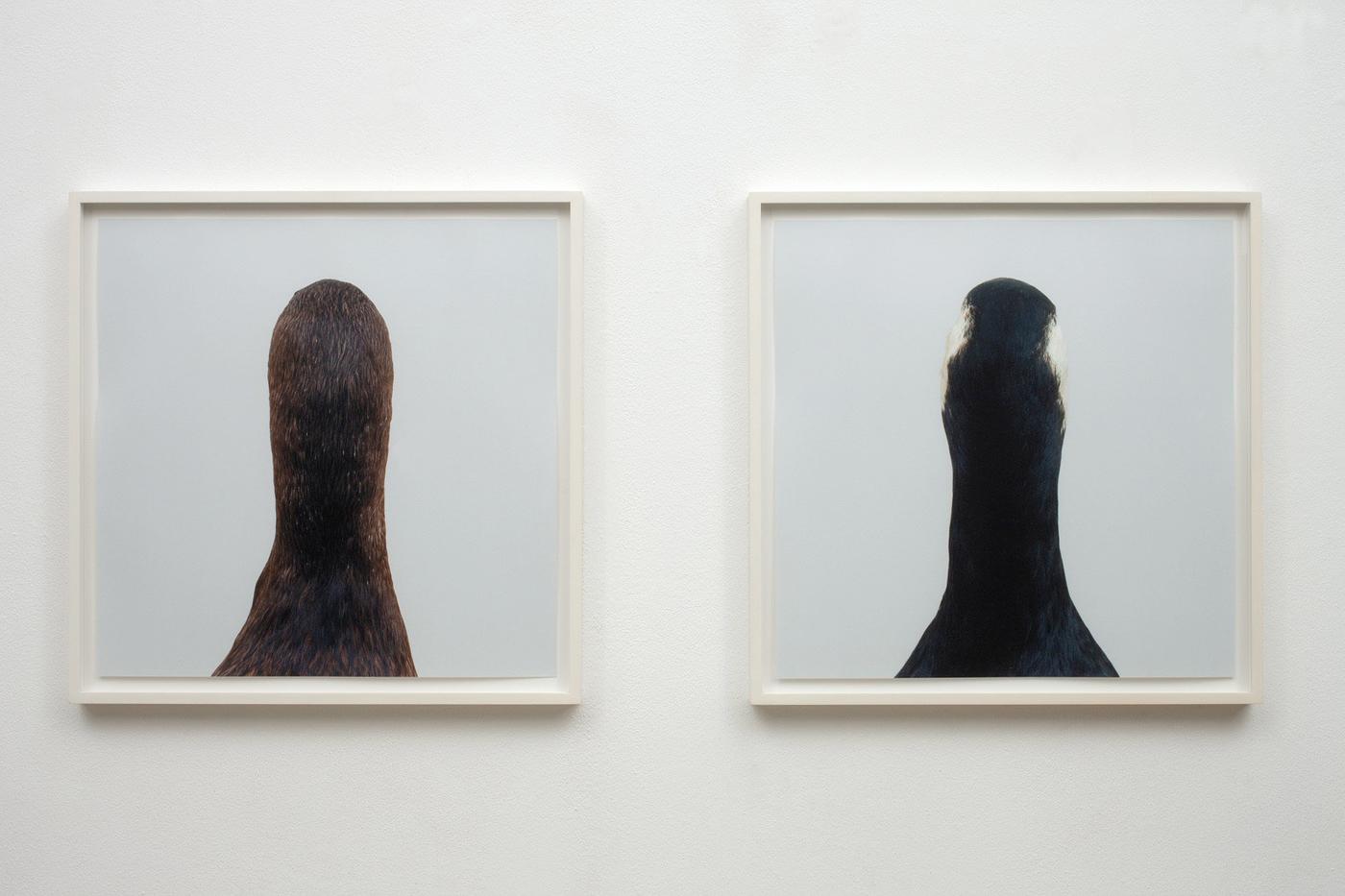 Roni Horn, "Untitled#10", 2000,2 photographies imprimées iris appariées 56 x 56 cm chacun. Galleria Raffaella Cortese.
