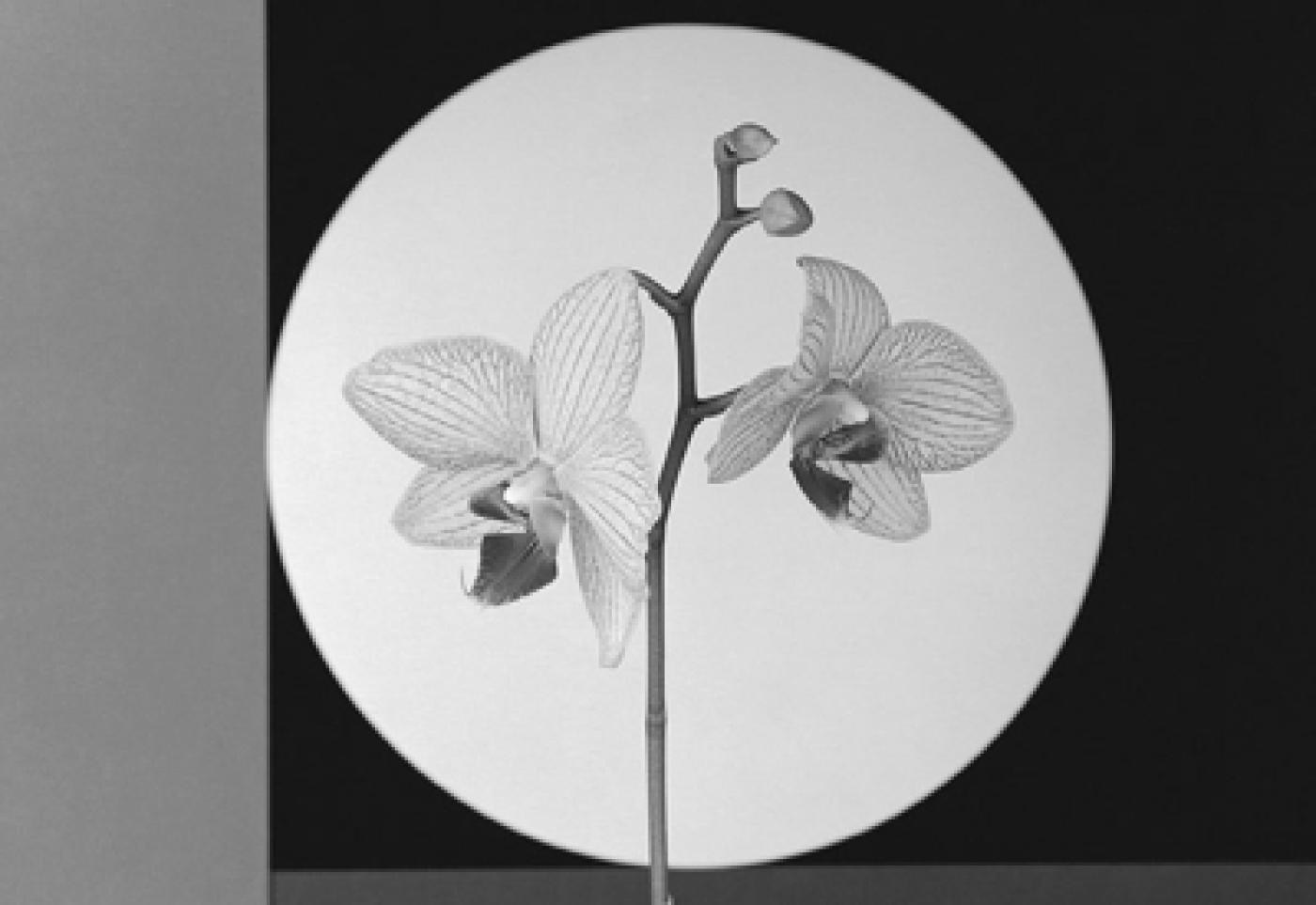 Mapplethorpe, le langage des fleurs