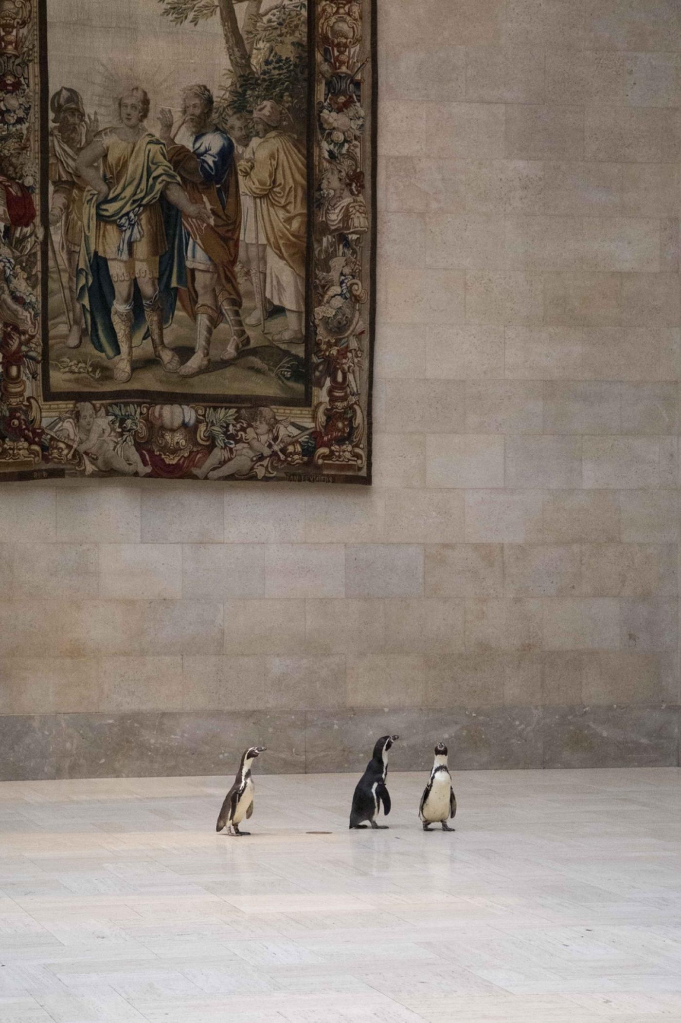 Des pingouins au musée