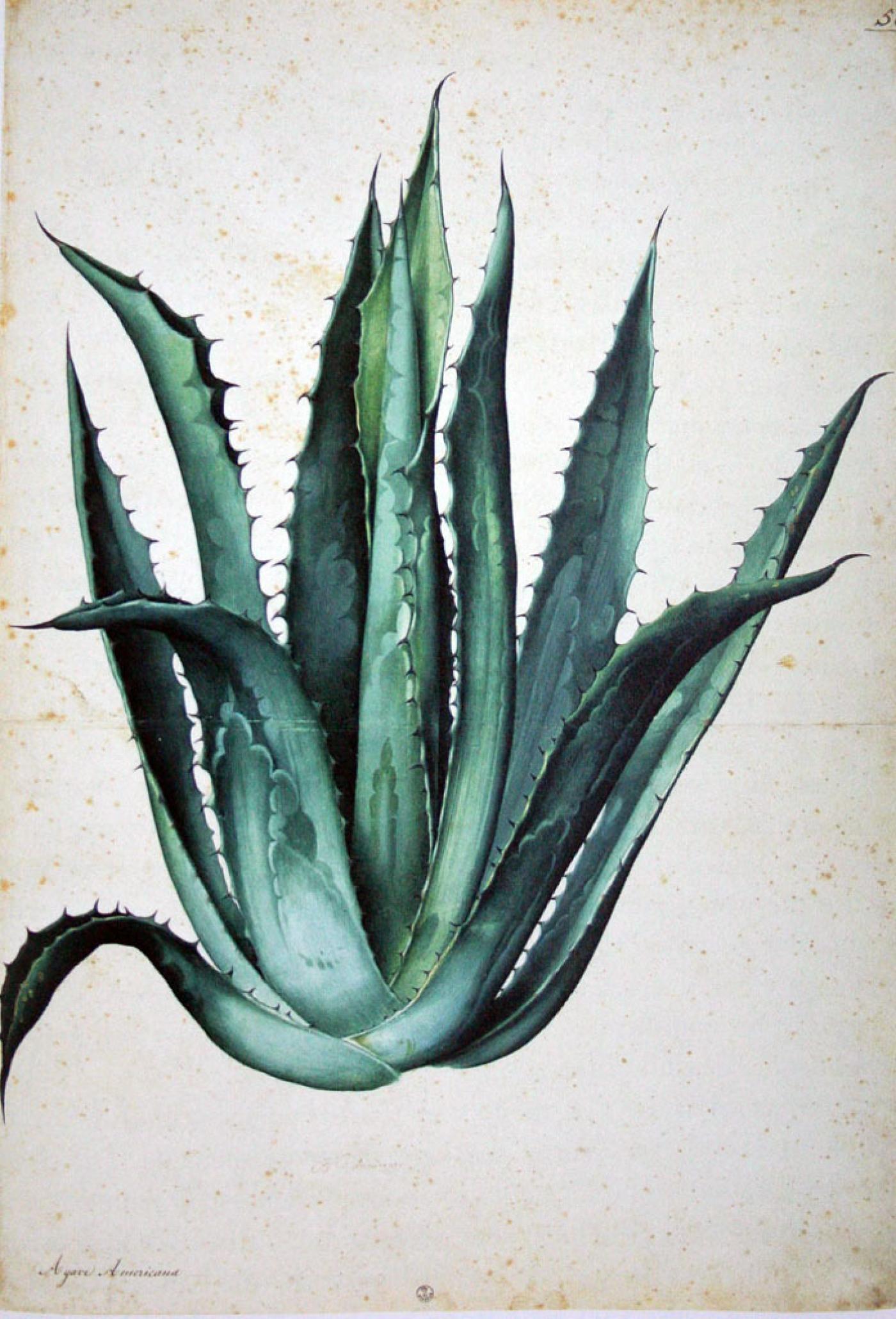 Jaccopo Ligozzi (1547-1627), Agave americana, vers 1577.