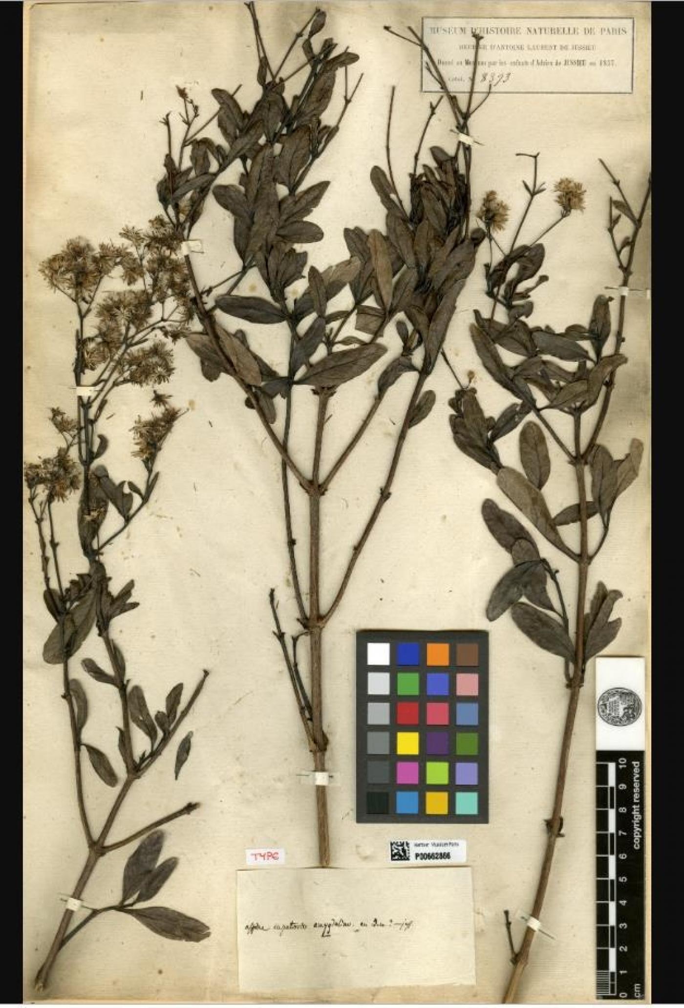 Eupatorium amygdalinum (Pérou), récolté en 1736 par Joseph de Jussieu, Herbier national, MNHN.