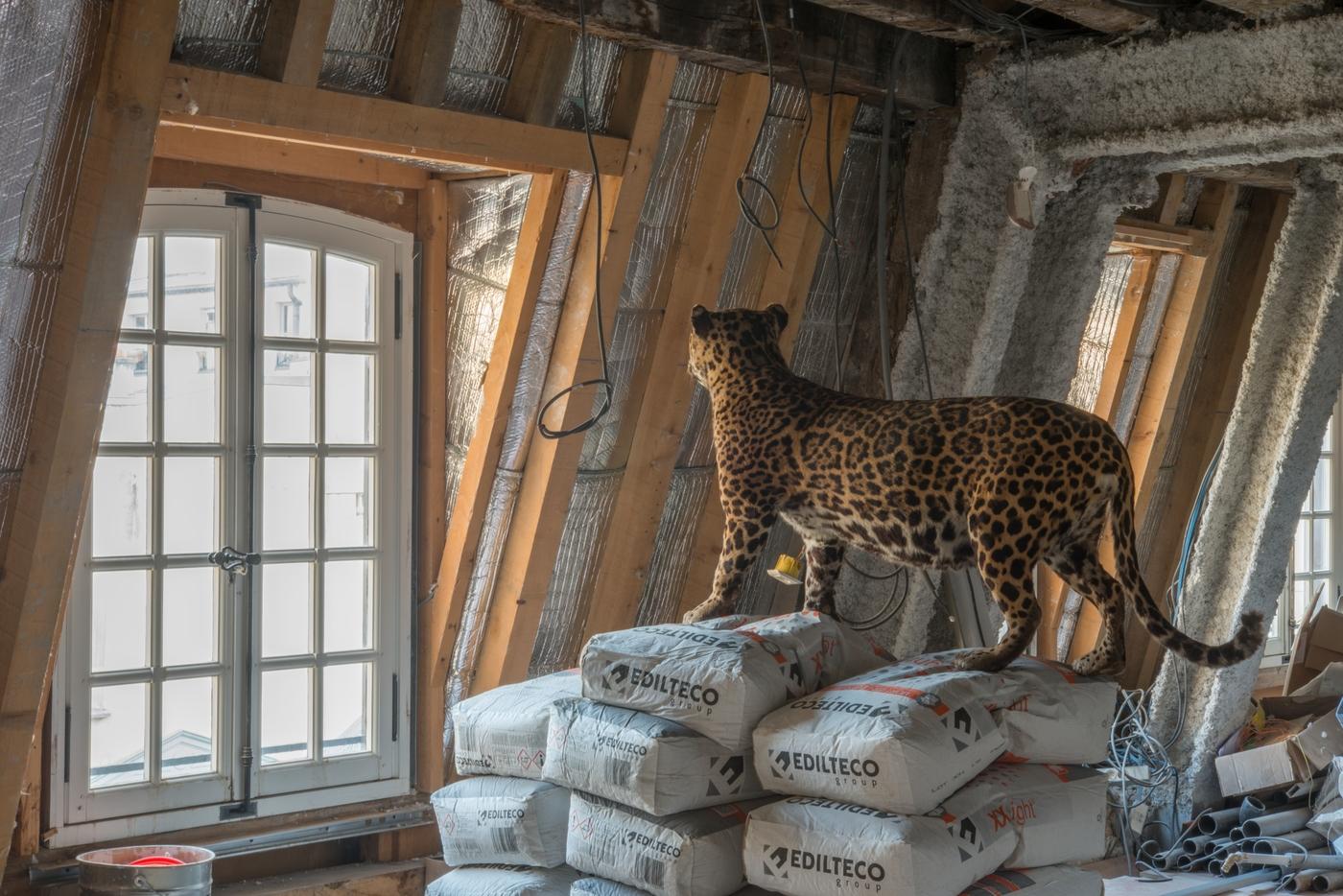 Vue des travaux pour le nouvel étage du musée de la Chasse et de la Nature.