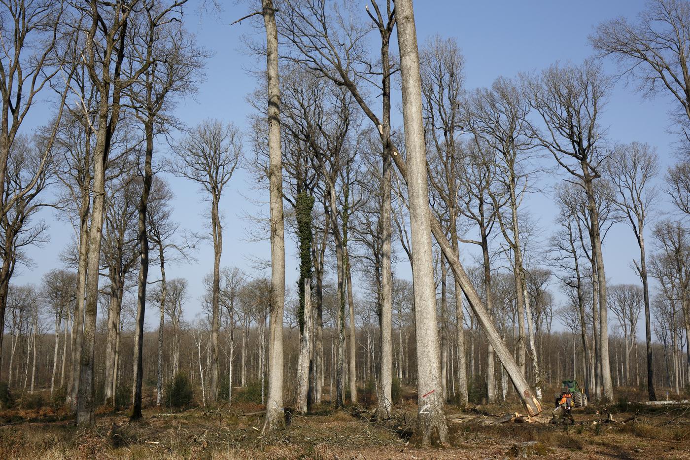 Mars 2021. Récolte du chêne numéro 1, en forêt domaniale de Bercé (Sarthe).