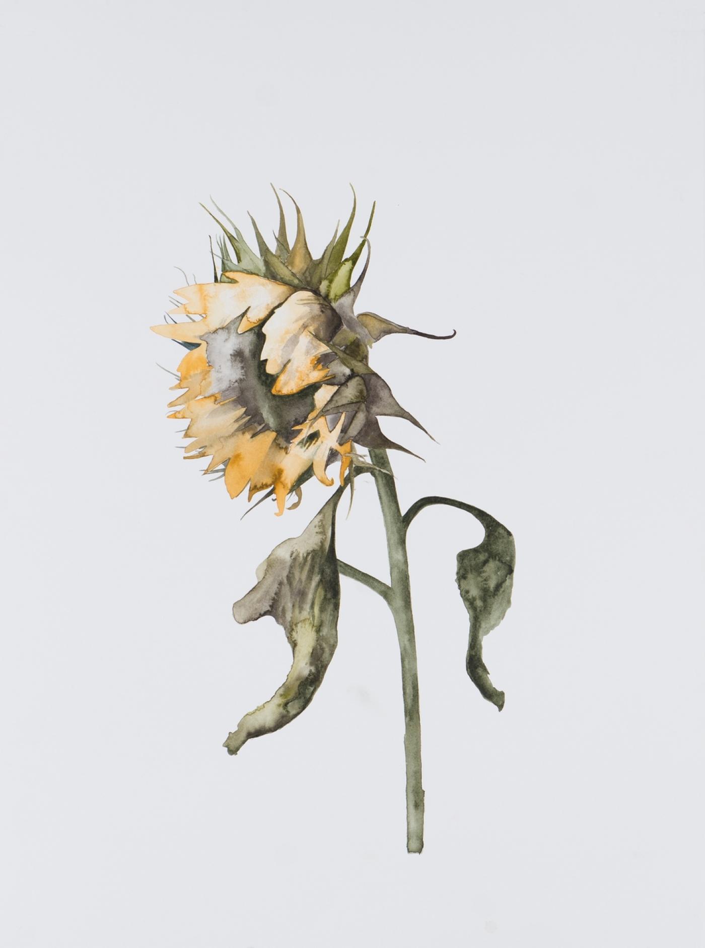 Degann, "Sunflowers",  série "Flowers", 2019, aquarelle sur papier, 41 x 63 cm.