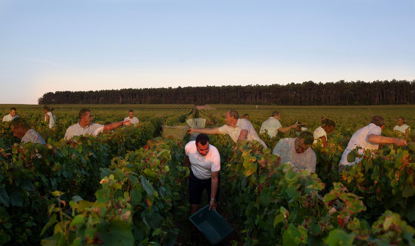 Gosette Lubondo, Vendanges, série « Manu solerti », 2021, 90 x 53 cm.