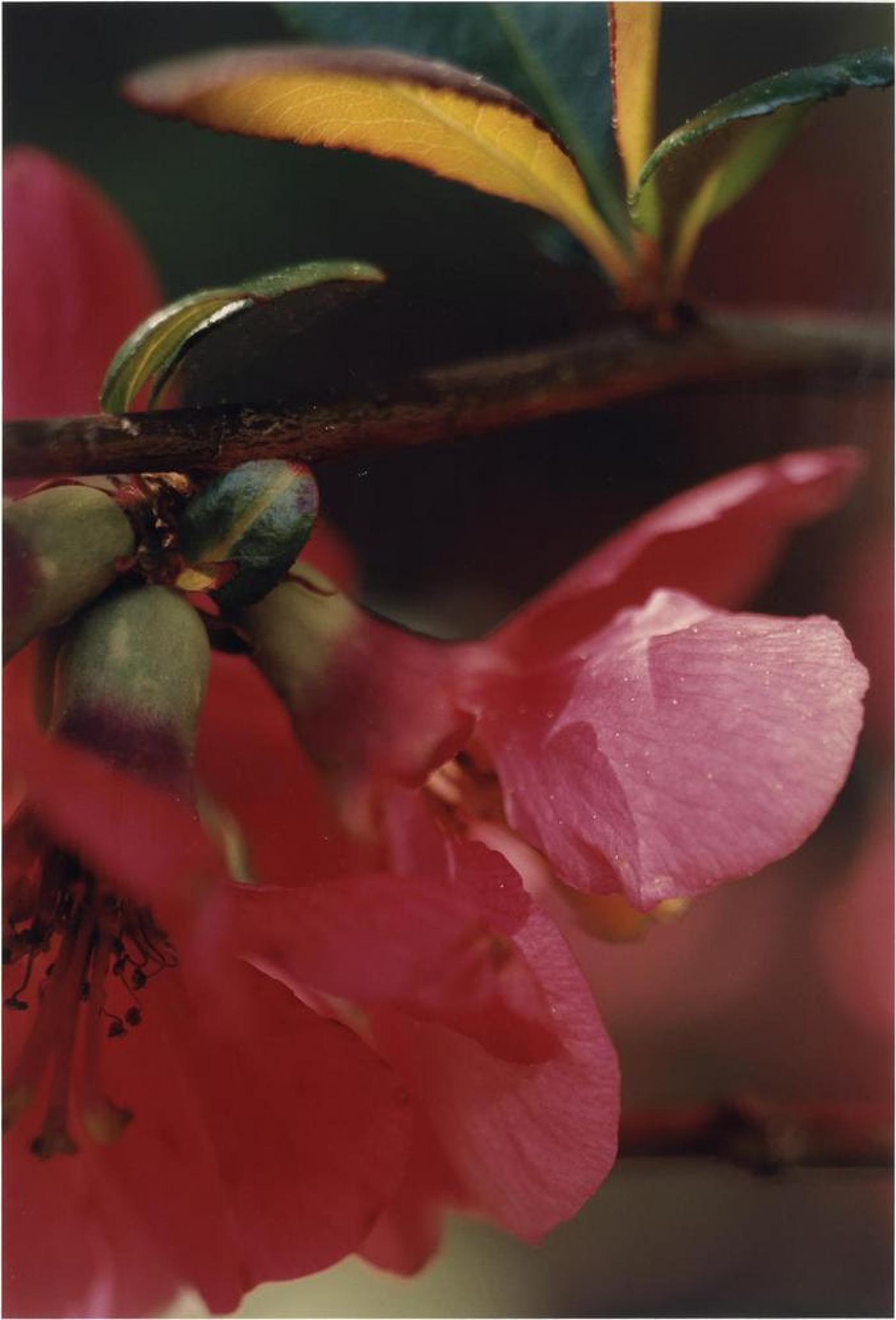 Thomas Struth, "Pflanze Nr.72, rote Blüten", 1992, C-print, 54 x 36,8 cm.
Édition 1/10.
Bernier / Eliades Gallery.