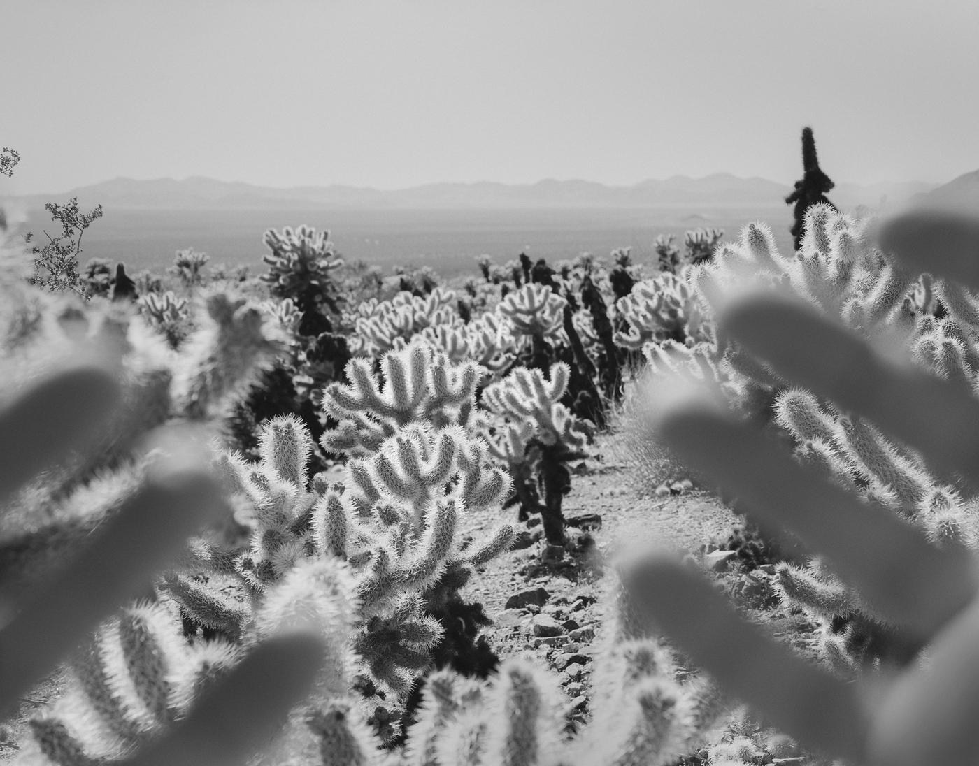 Arno Rafael Minkinnen, "Joshua Tree, California", 2011.