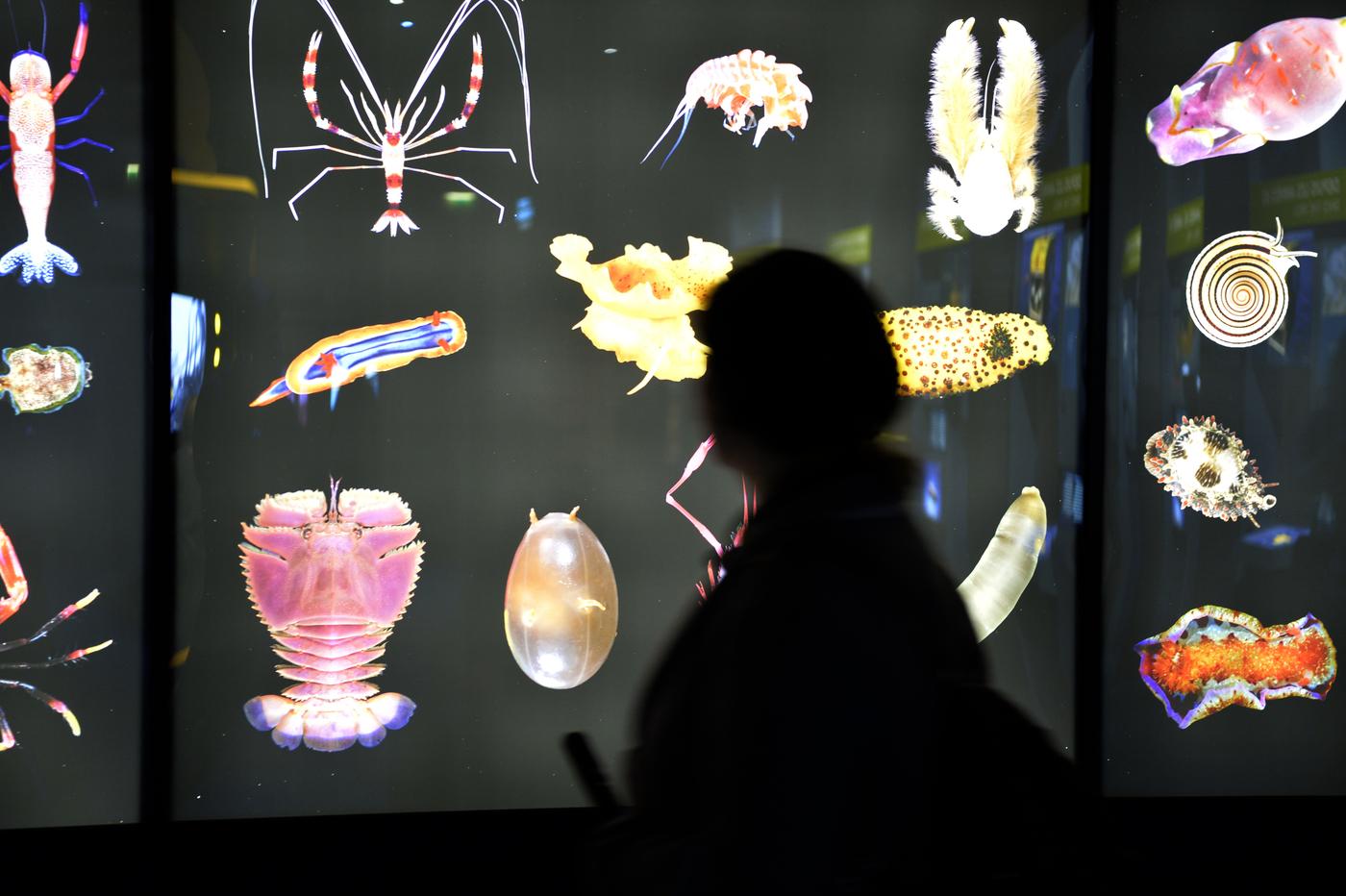 Vue de l’exposition « Océans » au Muséum national d’histoire naturelle en 2019.