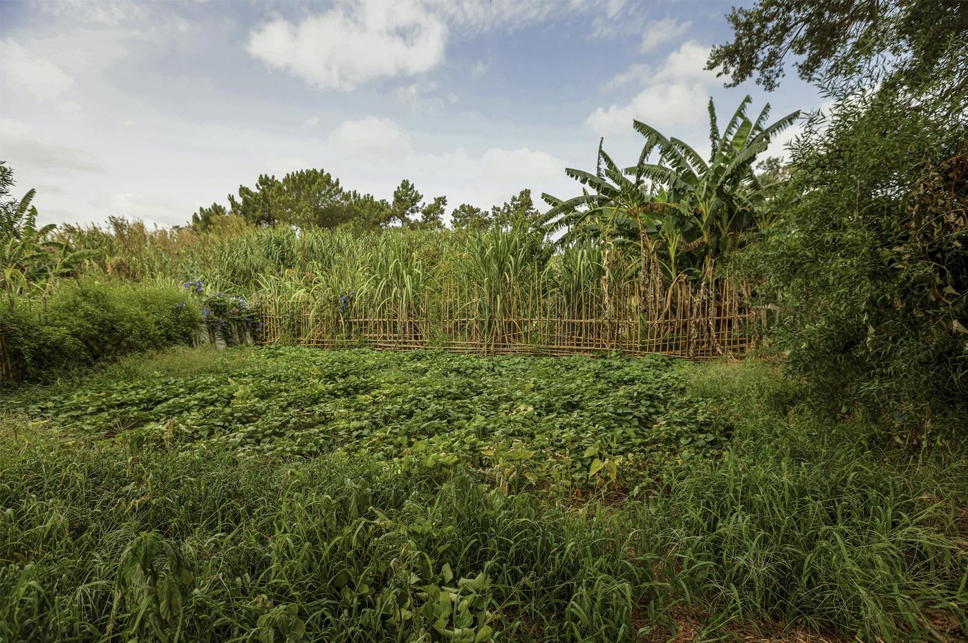 Mónica de Miranda, Urban Garden, 2024, inkjet print on cotton paper, 80x53 cm.