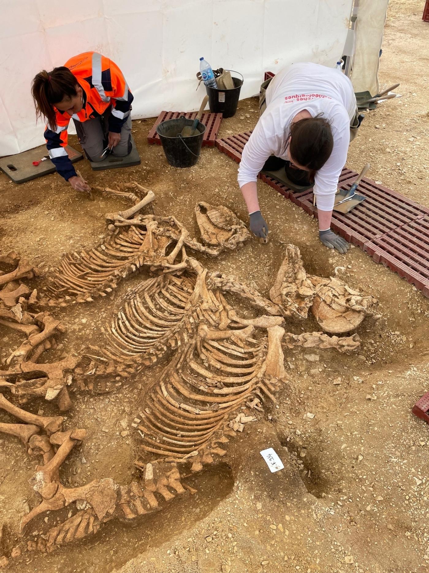 Indre : une découverte pose la question des sacrifices de chevaux gaulois