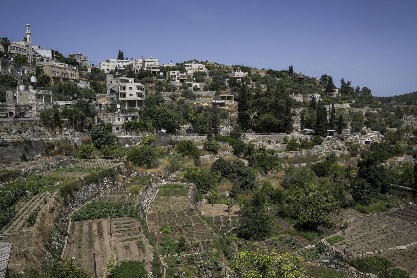 En Cisjordanie et à Gaza, la destruction du patrimoine vivant 